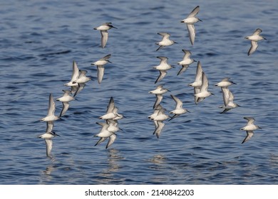 Flying Sanderling Bird Vancouver Bc Canada Stock Photo 2140842203 ...