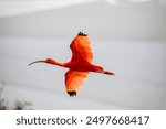 The flying scarlet ibis (Eudocimus ruber). It is a species of ibis in the bird family Threskiornithidae. It inhabits tropical South America and part of the Caribbean.