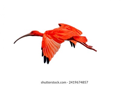 The flying scarlet ibis (Eudocimus ruber). It is a species of ibis in the bird family Threskiornithidae. It inhabits tropical South America and part of the Caribbean.
