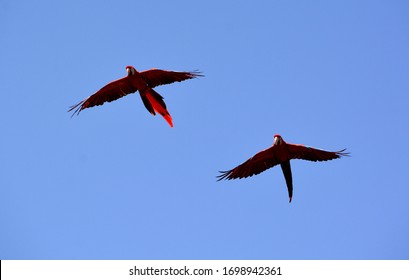 66,191 Close bird flying Images, Stock Photos & Vectors | Shutterstock