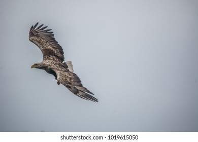 Eagles Vectors Stock Photos Images Photography Shutterstock