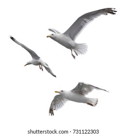 Летающие морские чайки изолированы на белом фоне