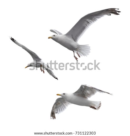 Flying sea gulls isolated on the white background