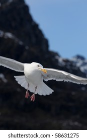 Flying seabird