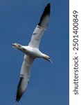 Flying Seabird Northern Gannet (Morus Bassanus) On Island Bass Rock In The Atlantic Ocean Of Firth of Forth At North Berwick Near Edinburgh In Scotland