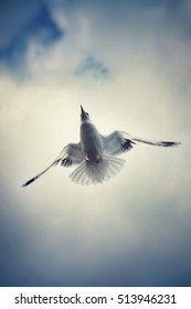 Flying seagull.
