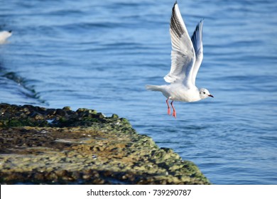A flying seagull.