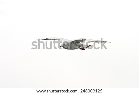 flying seagull