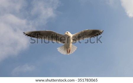 flying seagull