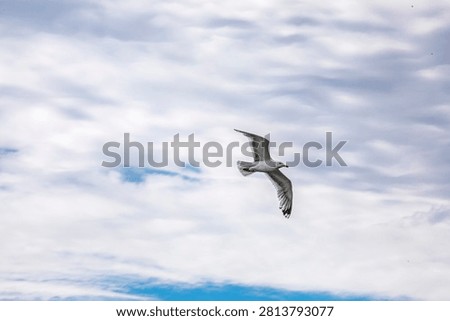 A flying seagull against a backdrop of thunderclouds and billowy clouds