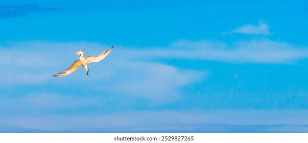 Flying seagull bird is catching food fish out of the water with blue sky background with clouds in Playa del Carmen Quintana Roo Mexico. - Powered by Shutterstock