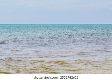 Flying seagull bird is catching food out of the water with blue sky background with clouds in Playa del Carmen Quintana Roo Mexico. - Powered by Shutterstock