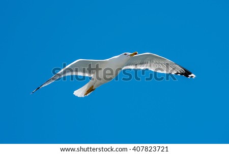 flying seagull with blue sky backround
