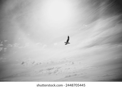 Flying seagull. Camera setting is SS 250 F11 ISO AOUT. Taken in Busselton Jetty WA