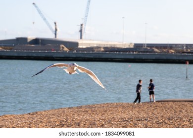 Flying Seagull At Dover Beach, England