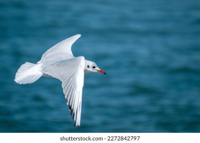 flying seagull fishing on the sea among the waves italy