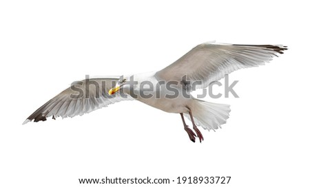 Flying seagull isolated on white background