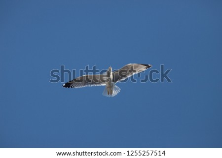 Similar – Image, Stock Photo Bye bye, summer Seagull