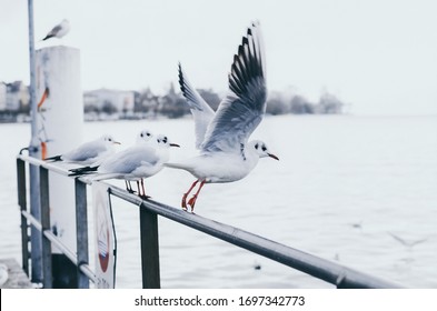 
Flying seagull on the shore of Zurich, Switzerland - Powered by Shutterstock