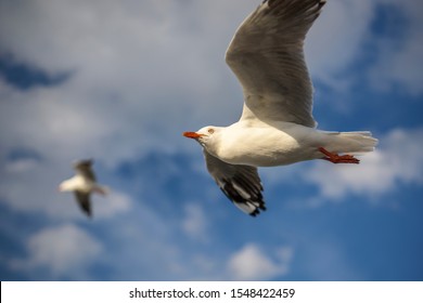 Flying Seagull Over Ocean Sydney Australia Stock Photo 1548422459 ...