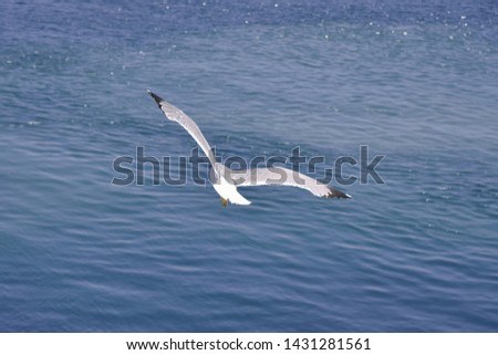 Similar – Image, Stock Photo formation seagulls Ocean