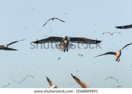 Similar – Barn swallows, young and adult birds