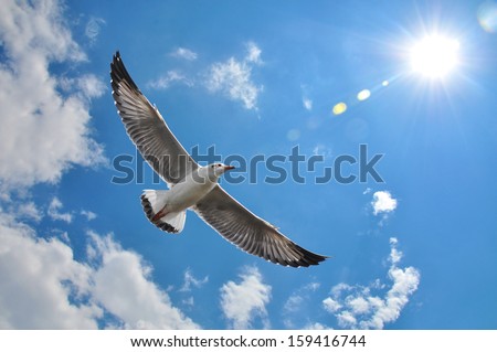 flying seagull in sky with clouds and bright sun