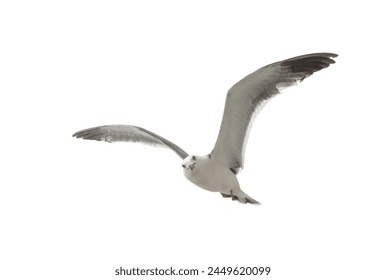 Flying seagull in the sky. Isolated on white. - Powered by Shutterstock