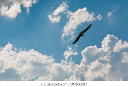 Flying Seagull Sky White Clouds Stock Photo 197600837 | Shutterstock