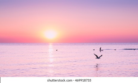 Flying Seagull at sunrise on sea on the background of a peaceful sea and rising sun.