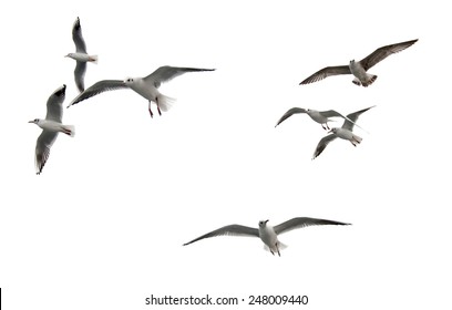 flying seagulls - Shutterstock ID 248009440