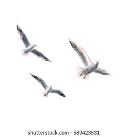 Flying seagulls - Shutterstock ID 583423531