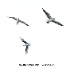 Flying seagulls - Shutterstock ID 583423594