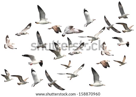  flying seagulls