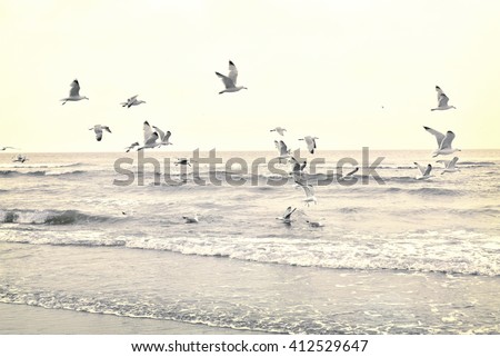 Flying seagulls at the beach. Sundown or time after the sunset with open sea and flying gulls. Tranquil scene. Toned image. 