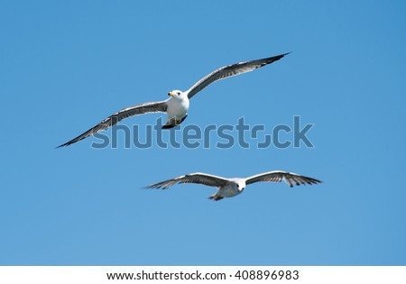 flying seagulls with blue sky backround