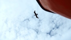 Flying Seagulls At Floating Ship. Clip. View From Below Of Flying Seagulls In Blue Sky. Ship Sails With Flying Seagulls In Sky