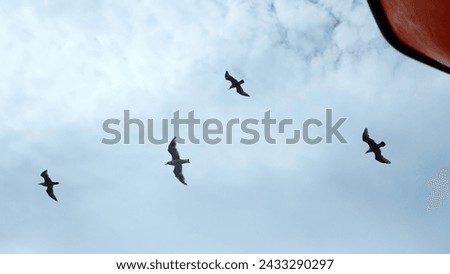 Flying seagulls at floating ship. Clip. View from below of flying seagulls in blue sky. Ship sails with flying seagulls in sky