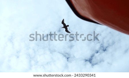 Flying seagulls at floating ship. Clip. View from below of flying seagulls in blue sky. Ship sails with flying seagulls in sky