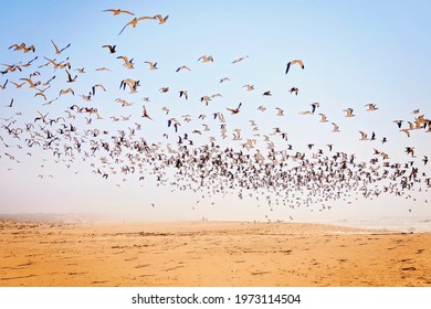 Flying Seagulls, flock of seagulls in flight. Sunny beach and blue sky. - Powered by Shutterstock