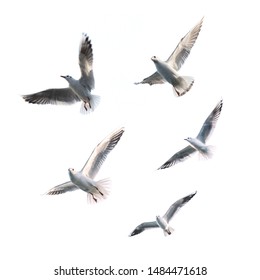 Flying Seagulls (isolated). Flock of seagulls.  - Shutterstock ID 1484471618