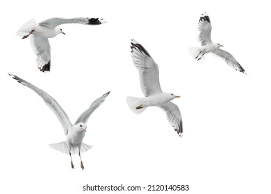 flying seagulls isolated on white background 