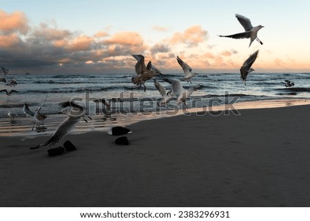 Similar – Seagulls at sunset by the sea