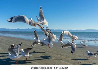 Flying seagulls on the beach in Nelson, New Zealand