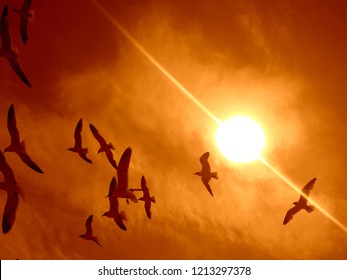 Flying Seagulls On Sun Background At Rehoboth Beach, DE. Freedom Concept