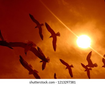 Flying Seagulls On Sun Background At Rehoboth Beach, DE. Freedom Concept