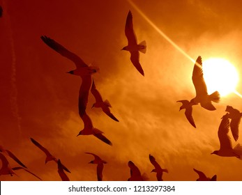 Flying Seagulls On Sun Background At Rehoboth Beach, DE. Freedom Concept