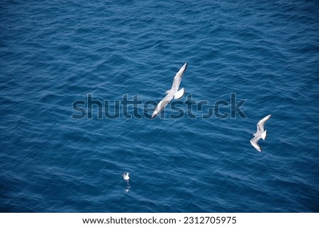 Similar – Image, Stock Photo formation seagulls Ocean