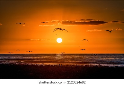 Flying seagulls over the sea at sunset. Seagulls at sea sunset. Sunset seagulls silhouettes. Seagulls in sunset sky