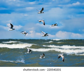 Flying seagulls over surface of the sea - Powered by Shutterstock